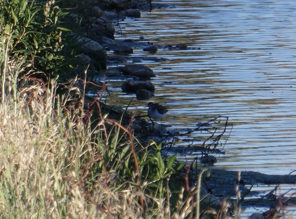 Spotted Sandpiper - ML620388910