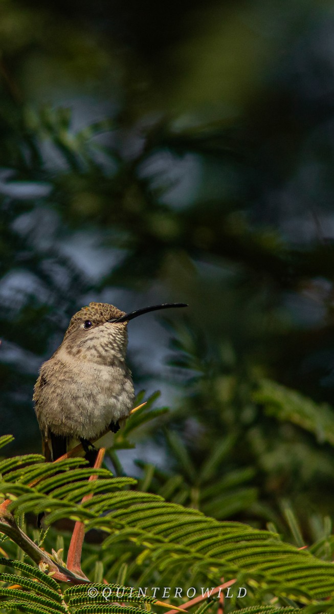 Colibrí del Atacama - ML620388920