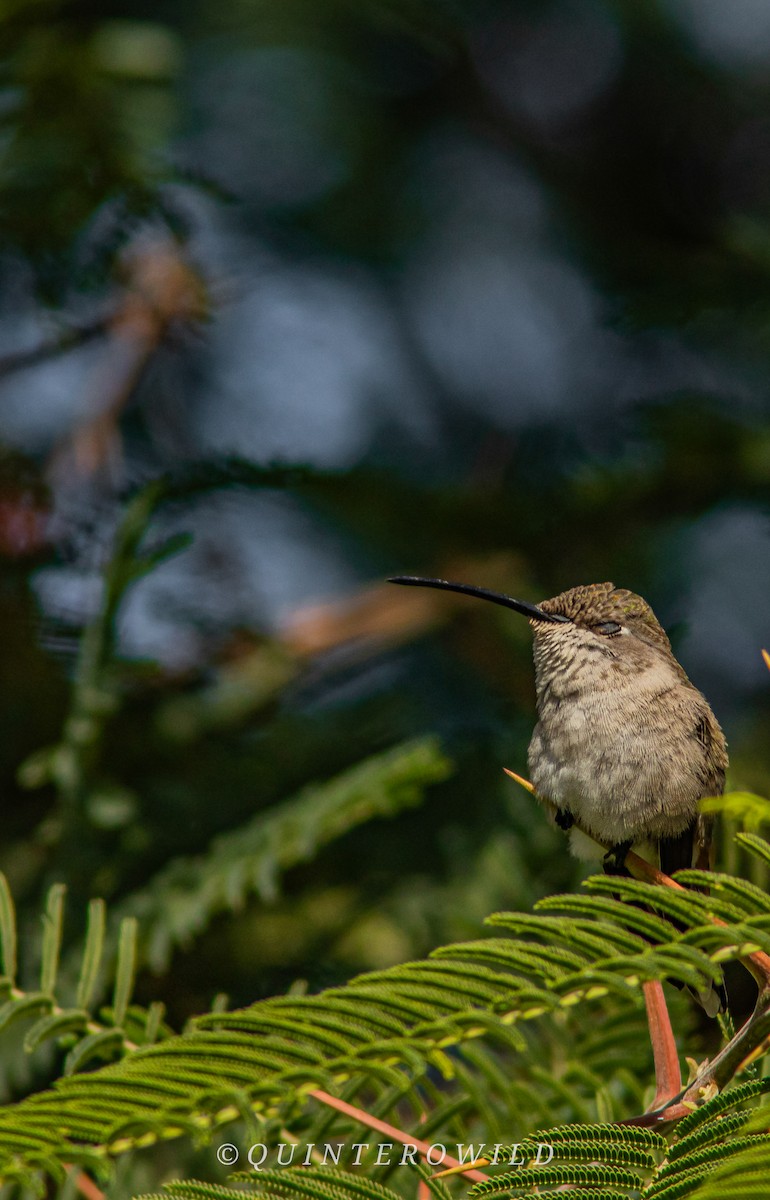 Oasis Hummingbird - Nicolas Araya Stuardo