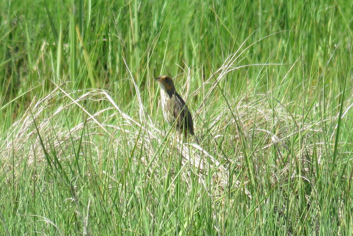 Bruant à queue aiguë - ML620388926