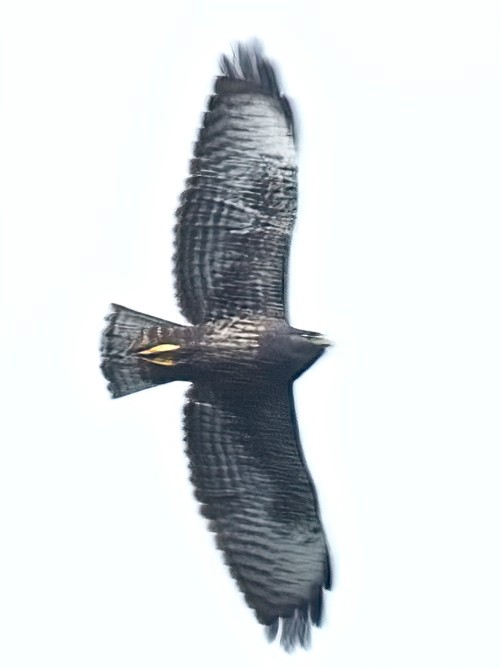 Short-tailed Hawk - ML620388936