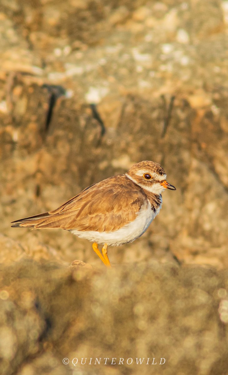 Semipalmated Plover - ML620388943