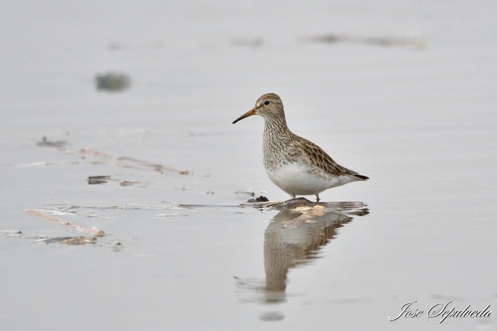 Pectoral Sandpiper - ML620388947