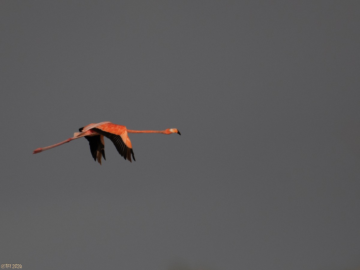 American Flamingo - ML620388961