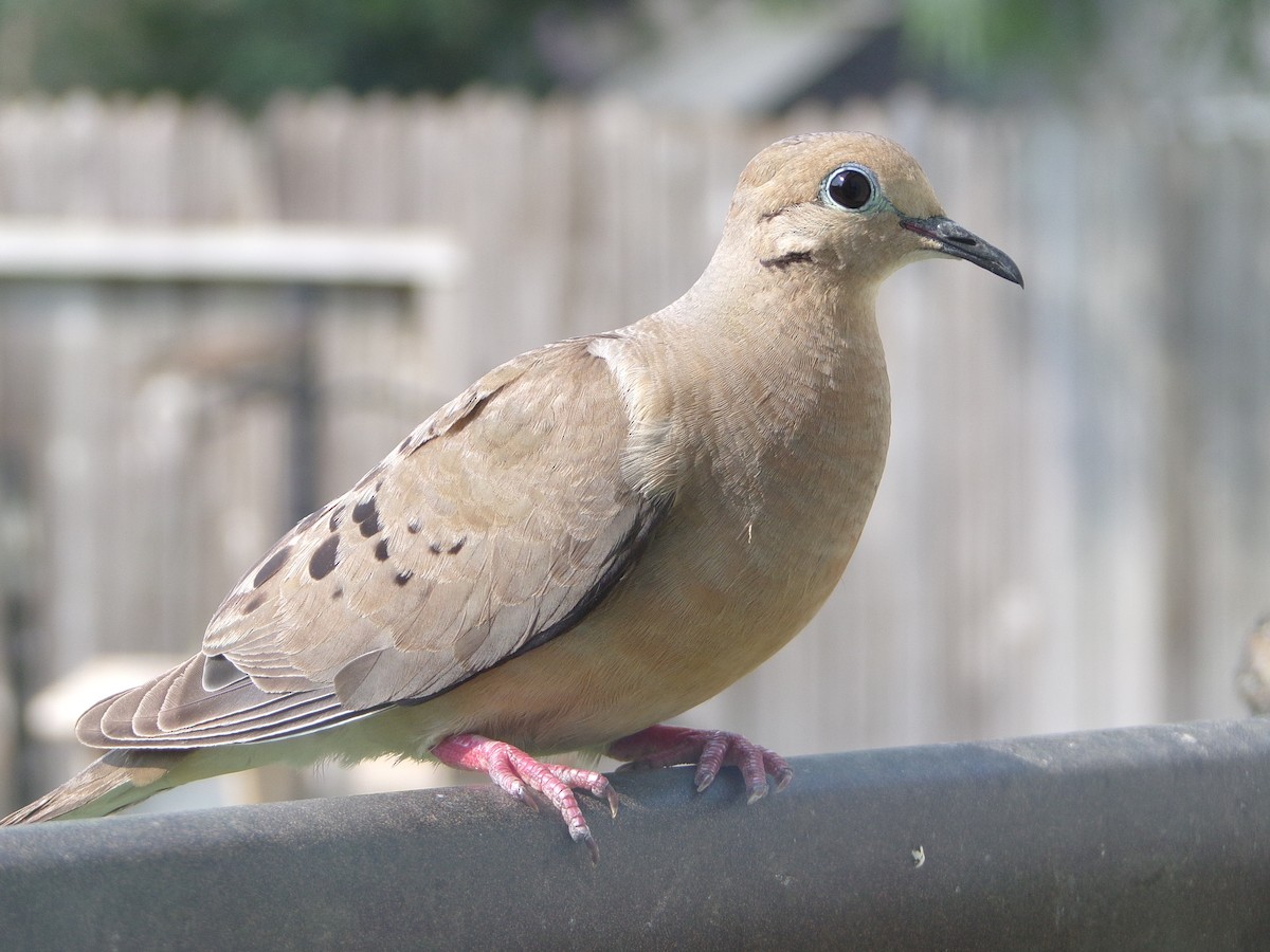 Mourning Dove - ML620388964