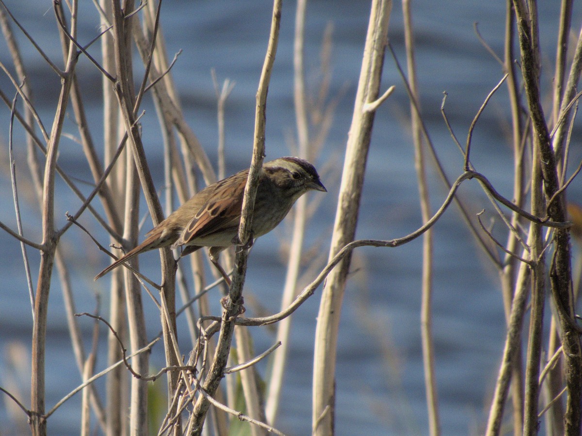 Swamp Sparrow - ML620388968