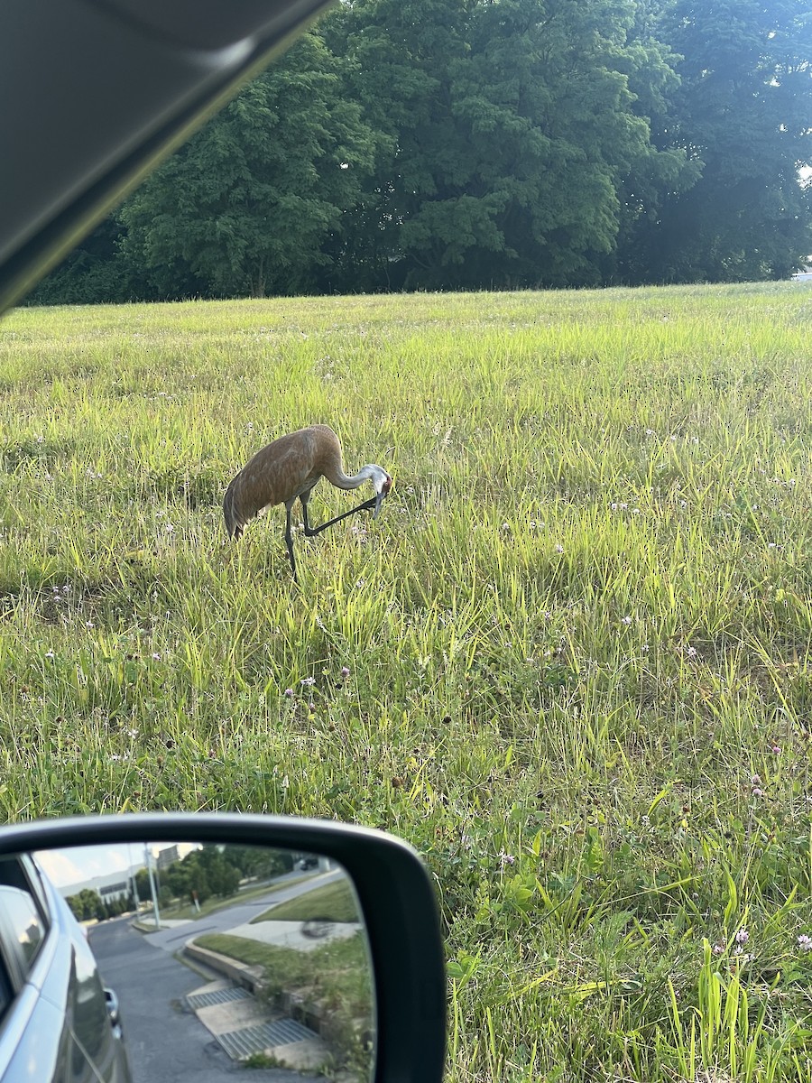 Sandhill Crane - ML620388971