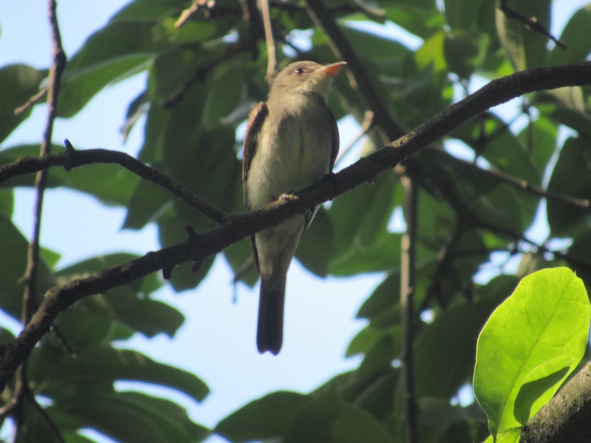 Eastern Wood-Pewee - ML620388972