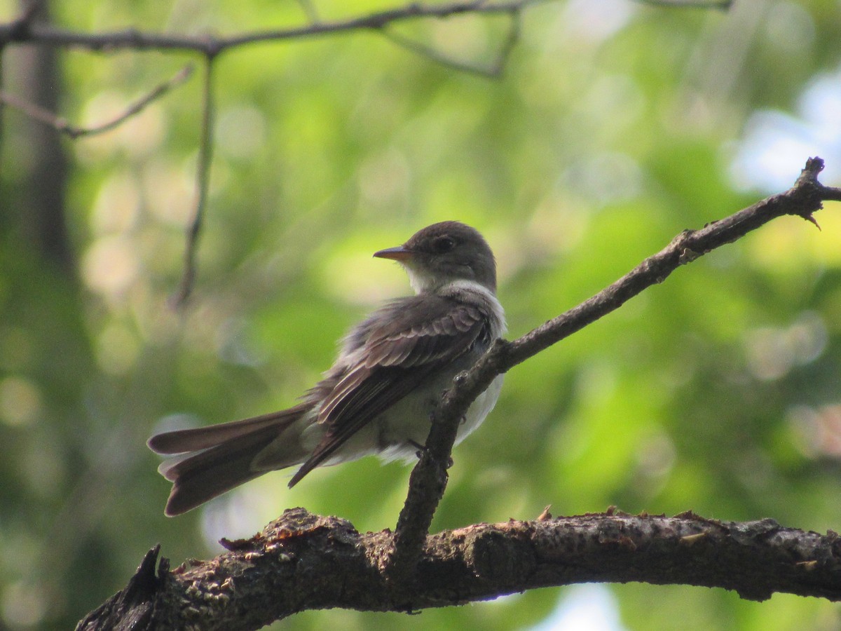 Eastern Wood-Pewee - ML620388973