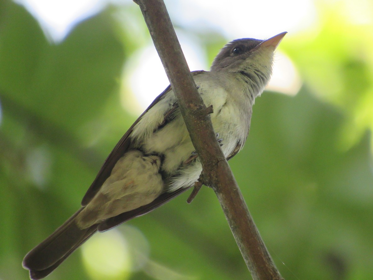 Eastern Wood-Pewee - ML620388975