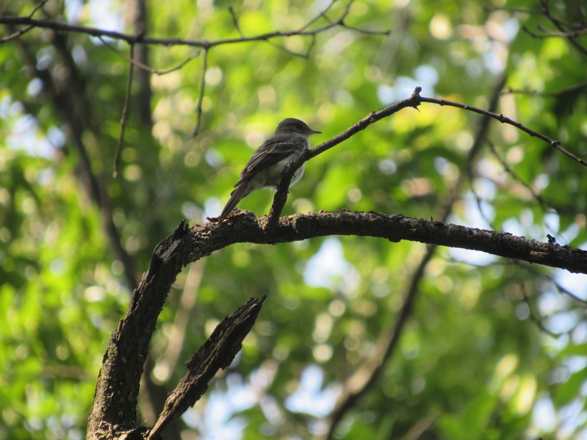 Eastern Wood-Pewee - ML620388976