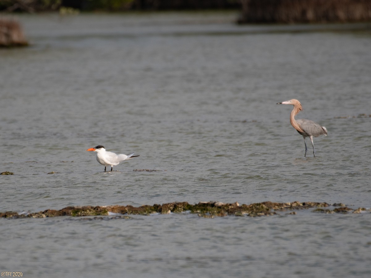 Tricolored Heron - ML620388986