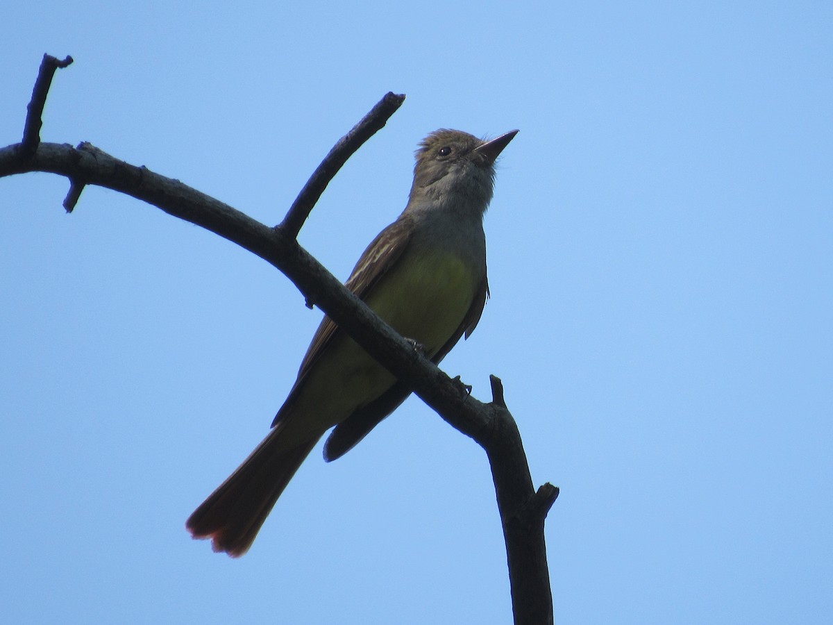 Great Crested Flycatcher - ML620388987