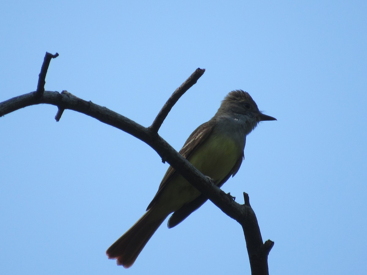 Great Crested Flycatcher - ML620388988