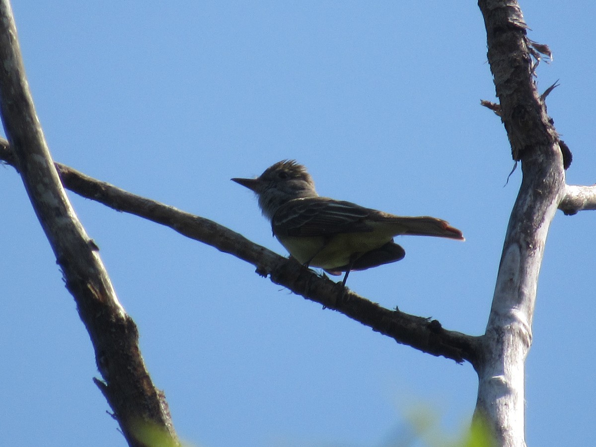 Great Crested Flycatcher - ML620388989