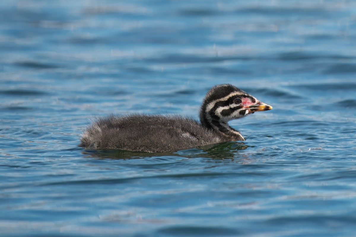 Red-necked Grebe - ML620388994