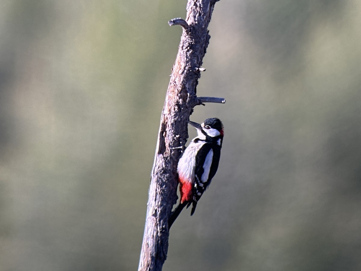 Great Spotted Woodpecker - ML620388997