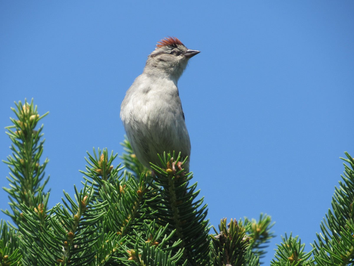 Chipping Sparrow - ML620389002