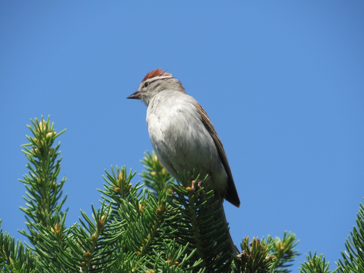 Chipping Sparrow - ML620389003