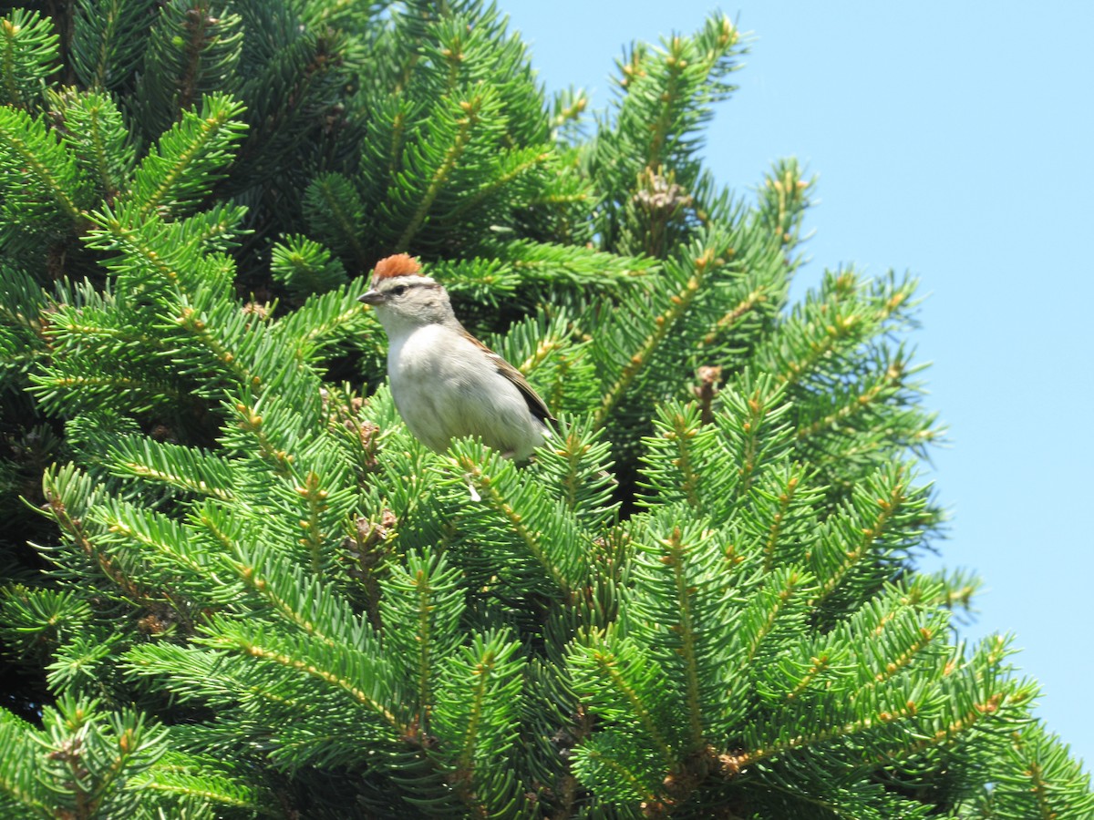 Chipping Sparrow - ML620389004