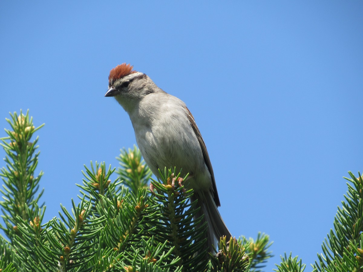 Chipping Sparrow - ML620389005