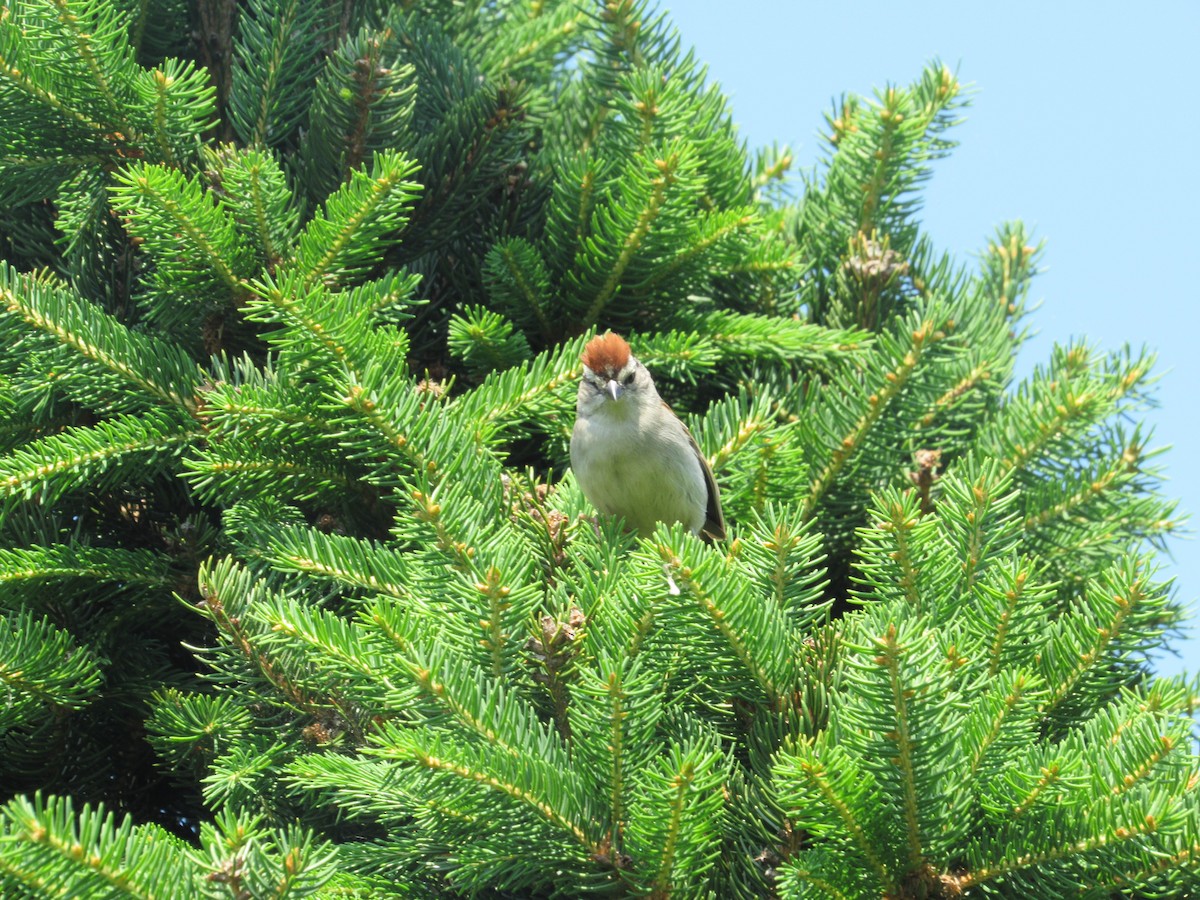 Chipping Sparrow - ML620389006