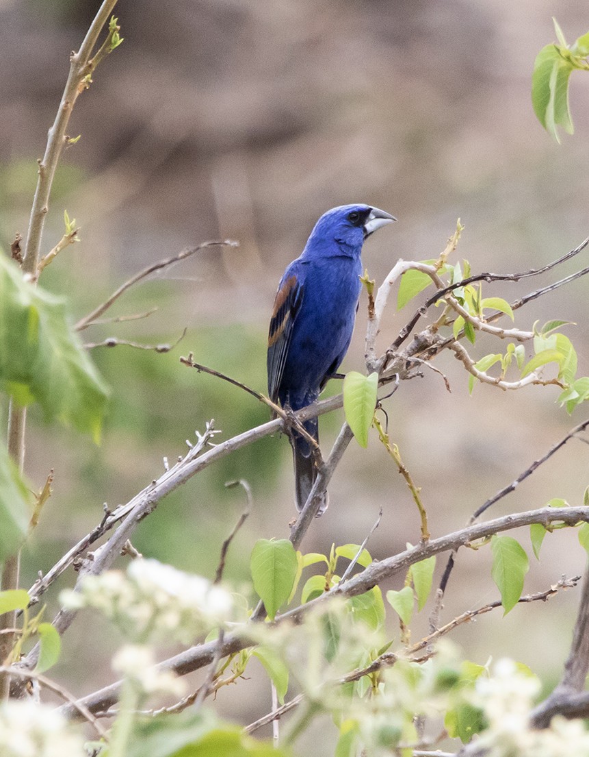 Blue Grosbeak - ML620389007