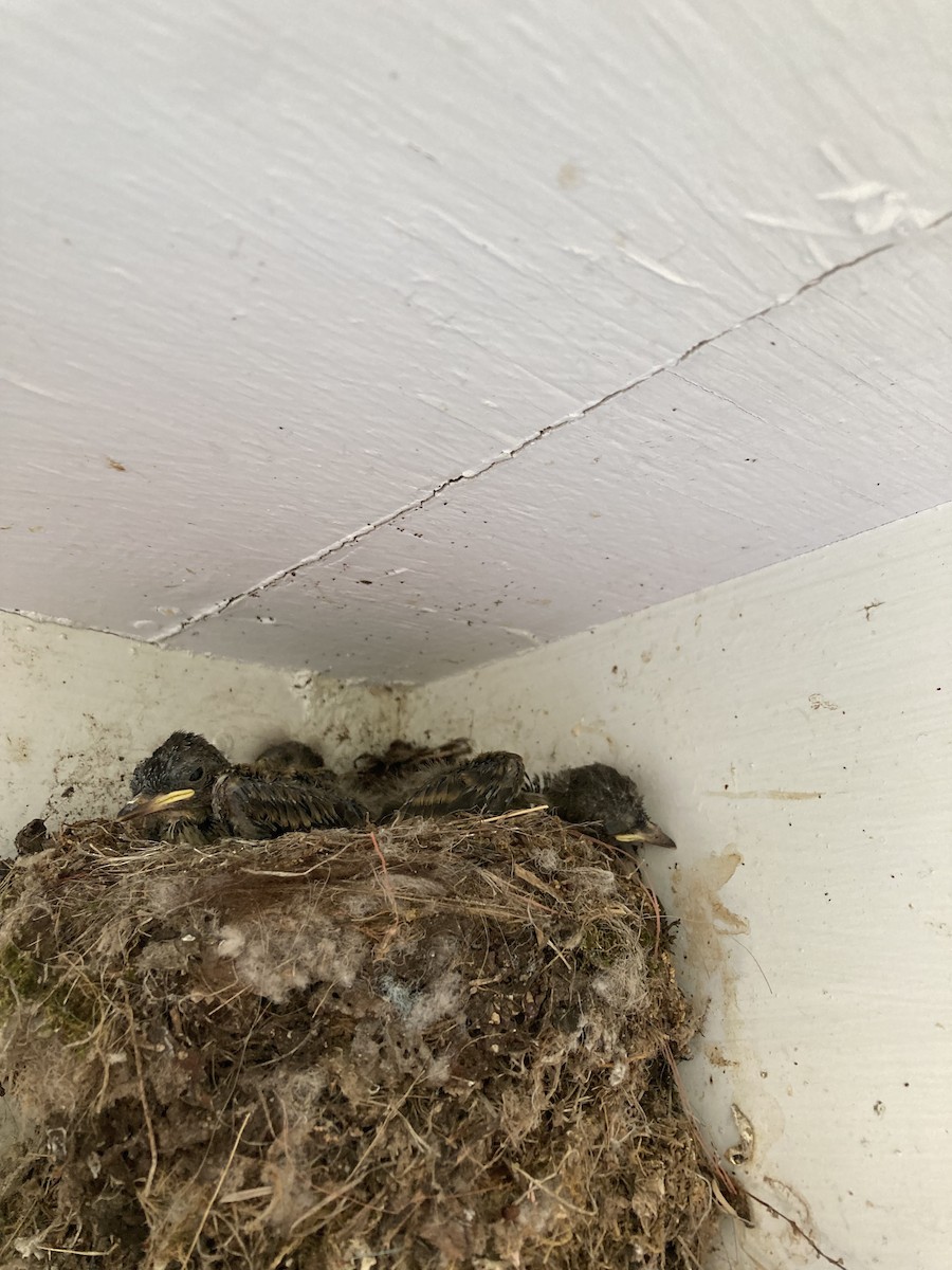 Eastern Phoebe - ML620389011