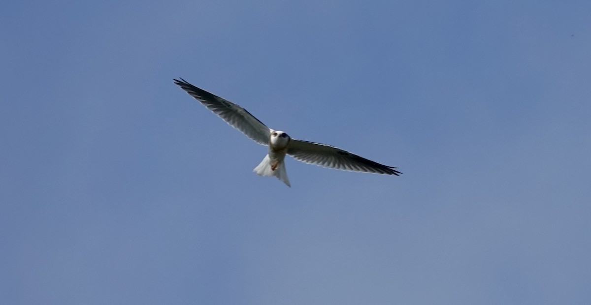 White-tailed Kite - ML620389031