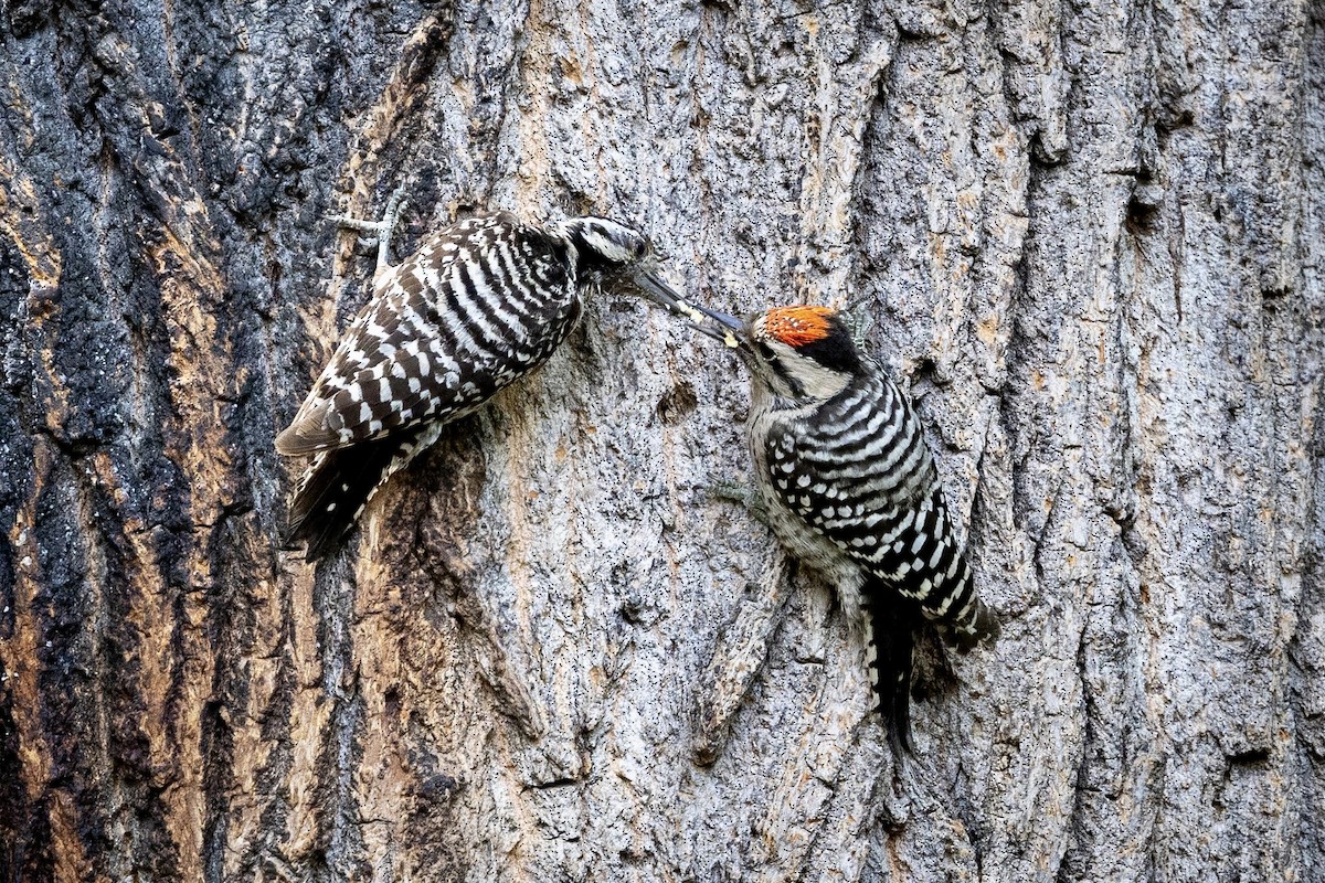 Ladder-backed Woodpecker - Bob Meinke