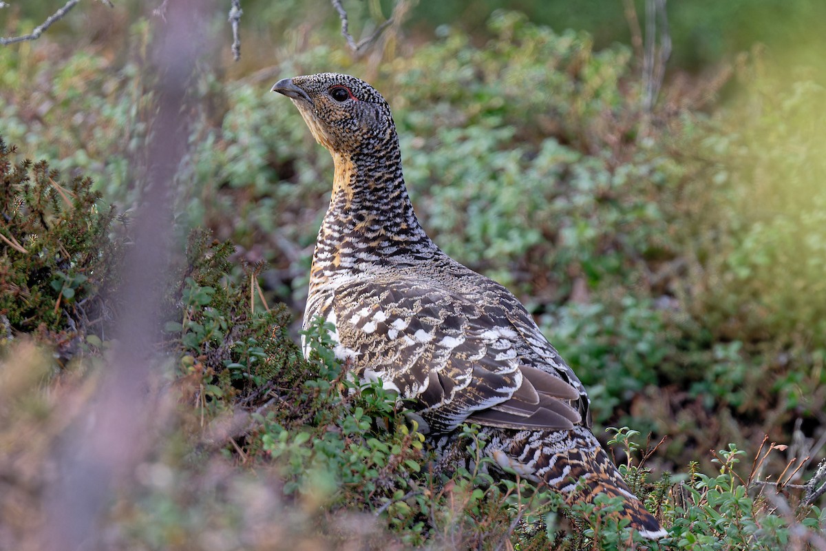 Western Capercaillie - ML620389037