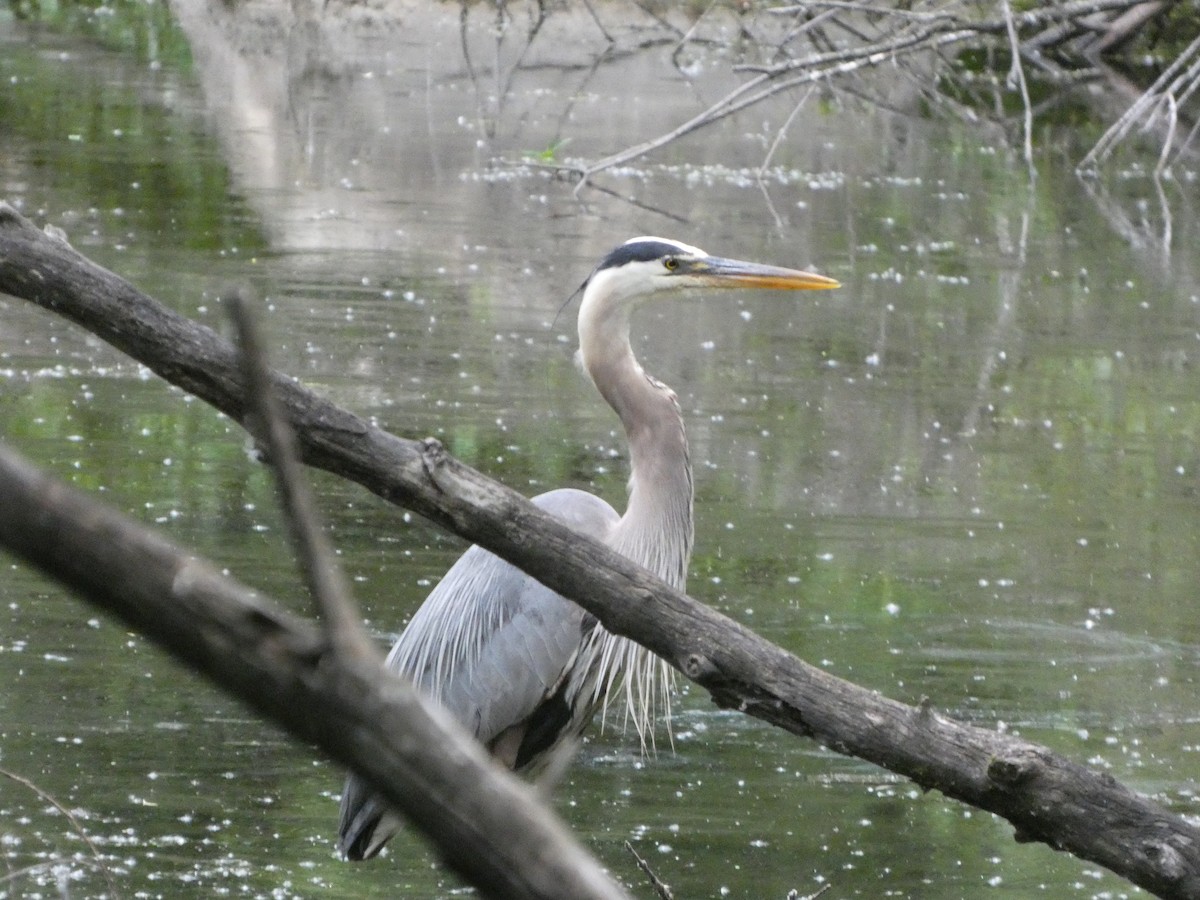 Great Blue Heron - ML620389048