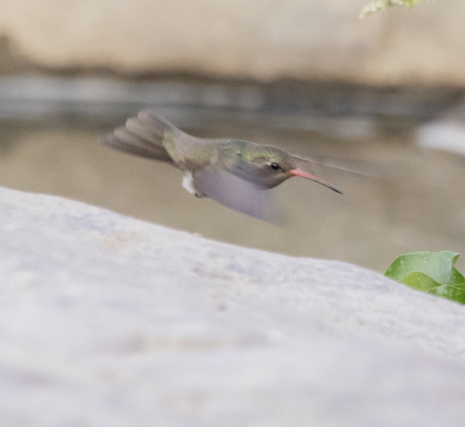 kolibřík temnobřichý - ML620389052