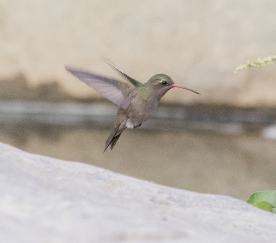 Colibrí Prieto - ML620389053