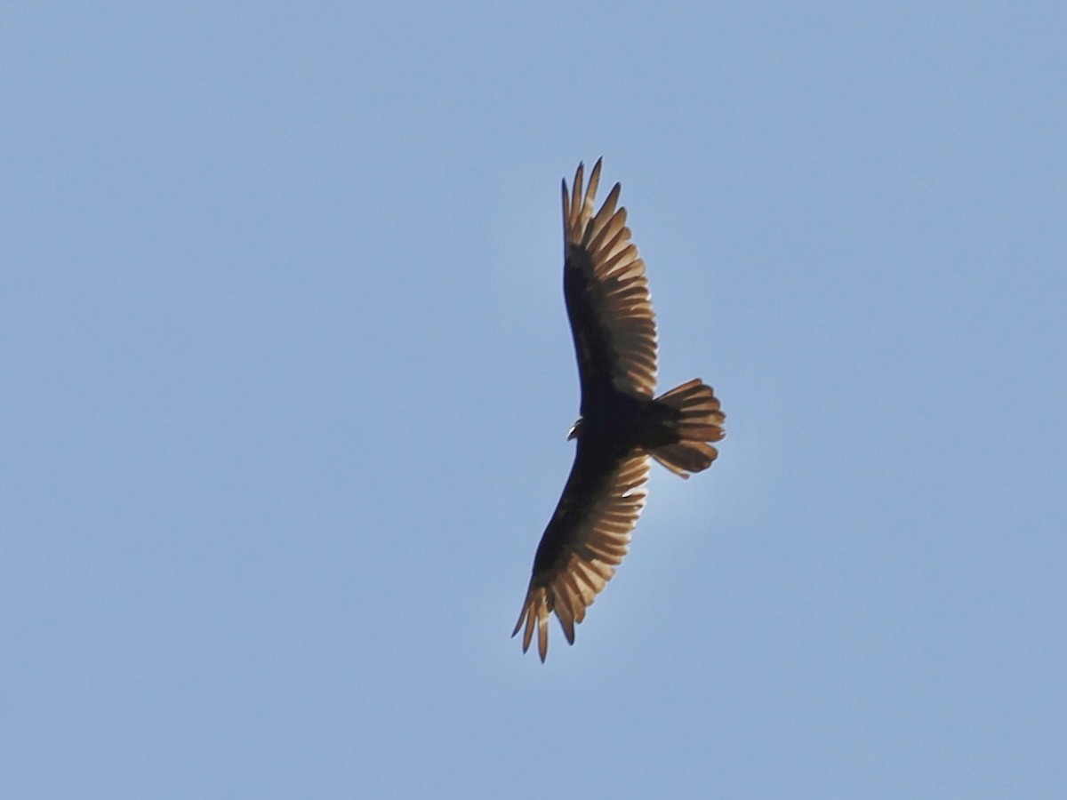 Turkey Vulture - ML620389055