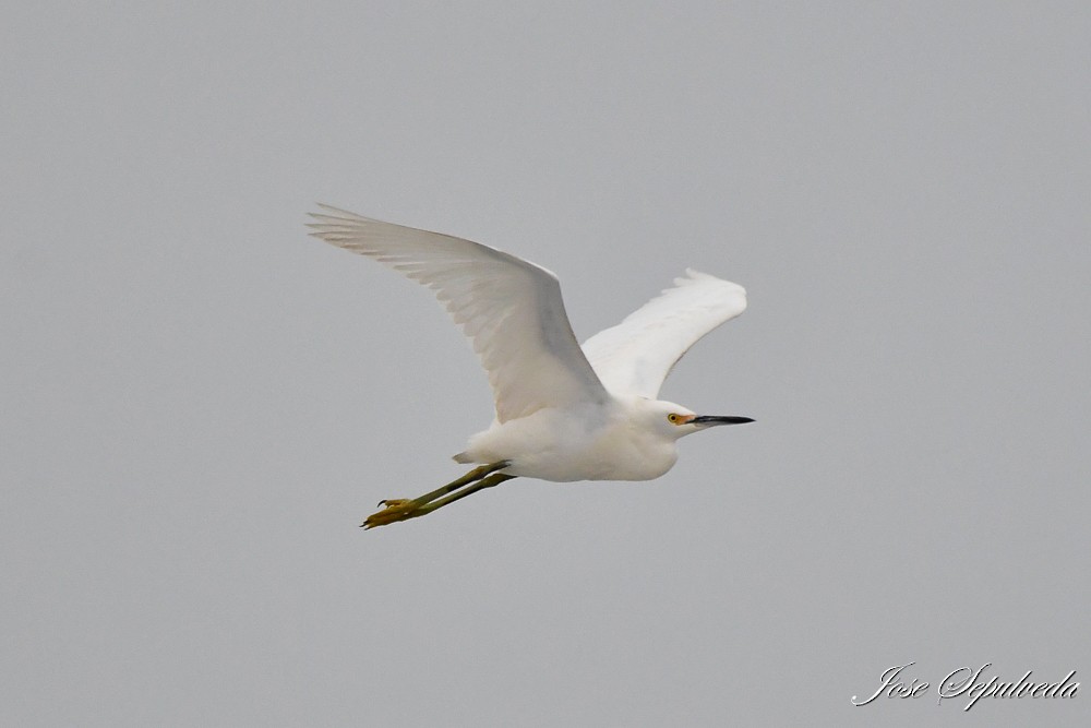 Snowy Egret - ML620389056