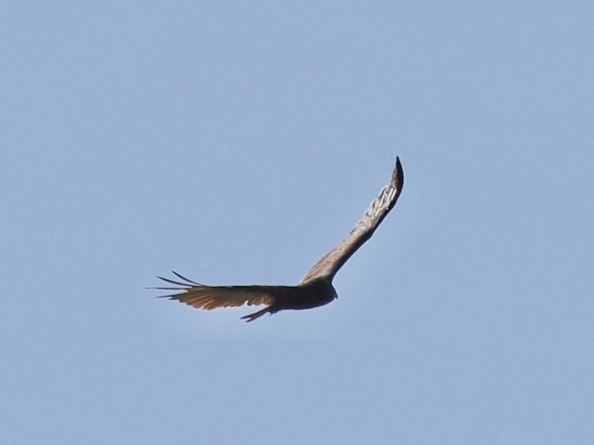 Turkey Vulture - ML620389058