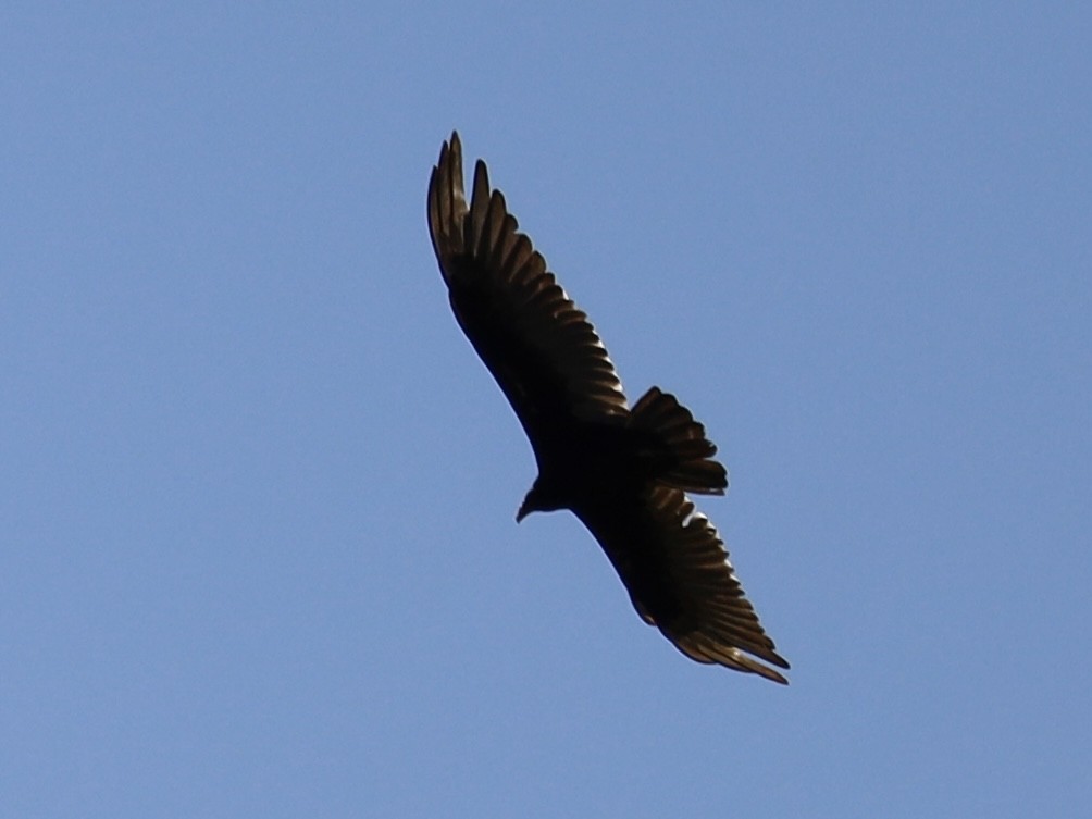 Turkey Vulture - ML620389060