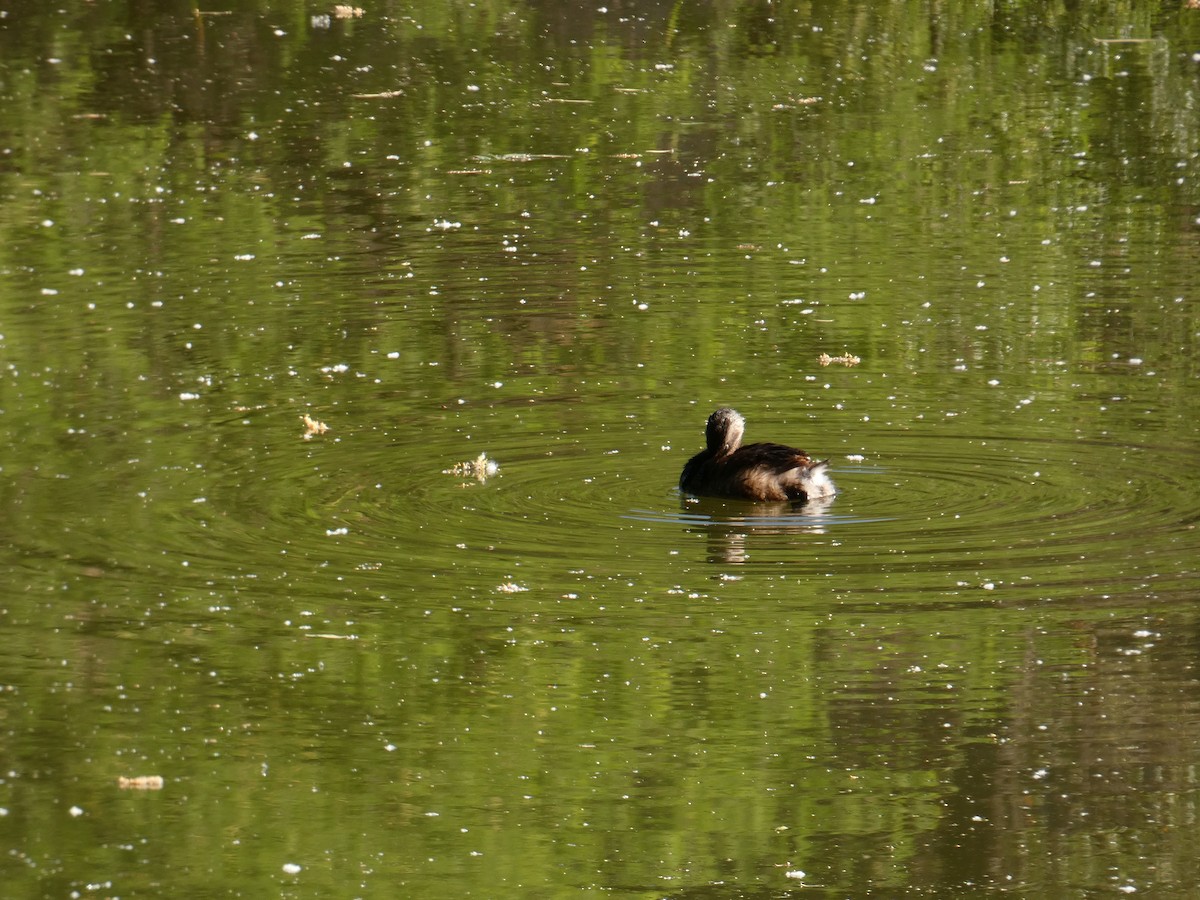 Pied-billed Grebe - ML620389063