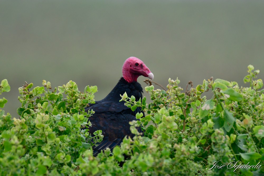 Turkey Vulture - ML620389065