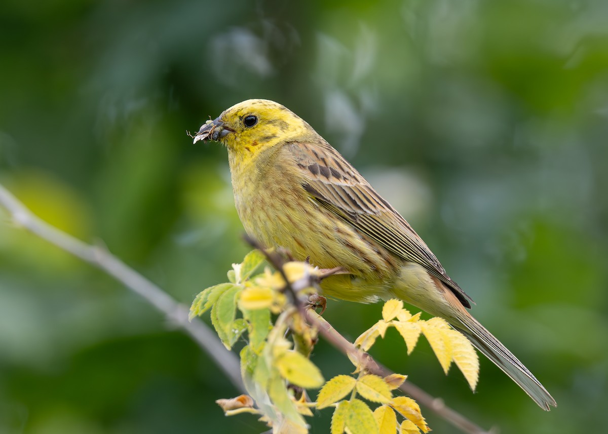 Yellowhammer - ML620389069