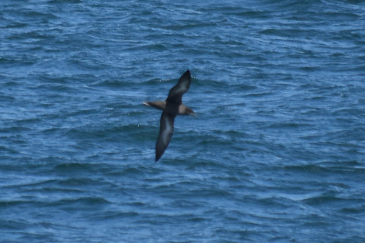 Sooty Shearwater - ML620389114