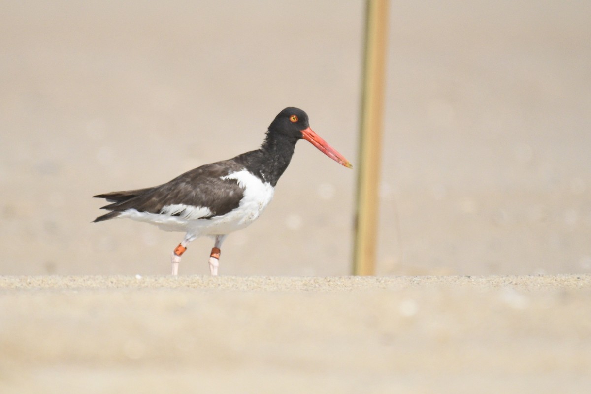 American Oystercatcher - ML620389126