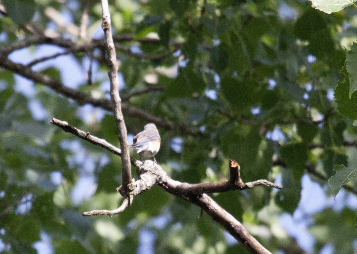 Eastern Bluebird - ML620389130