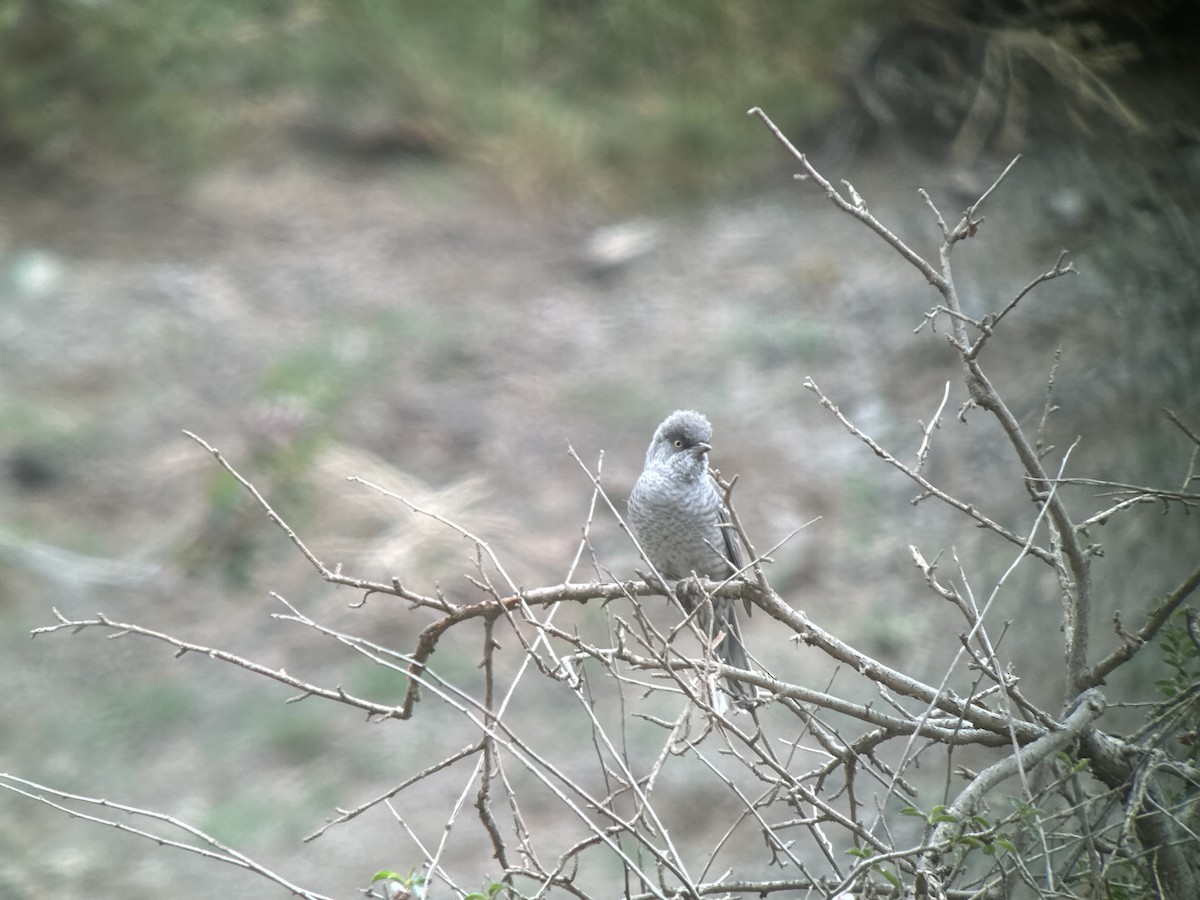 Barred Warbler - ML620389131