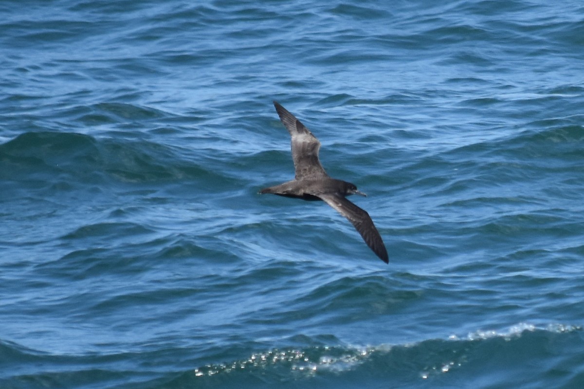 Sooty Shearwater - ML620389132