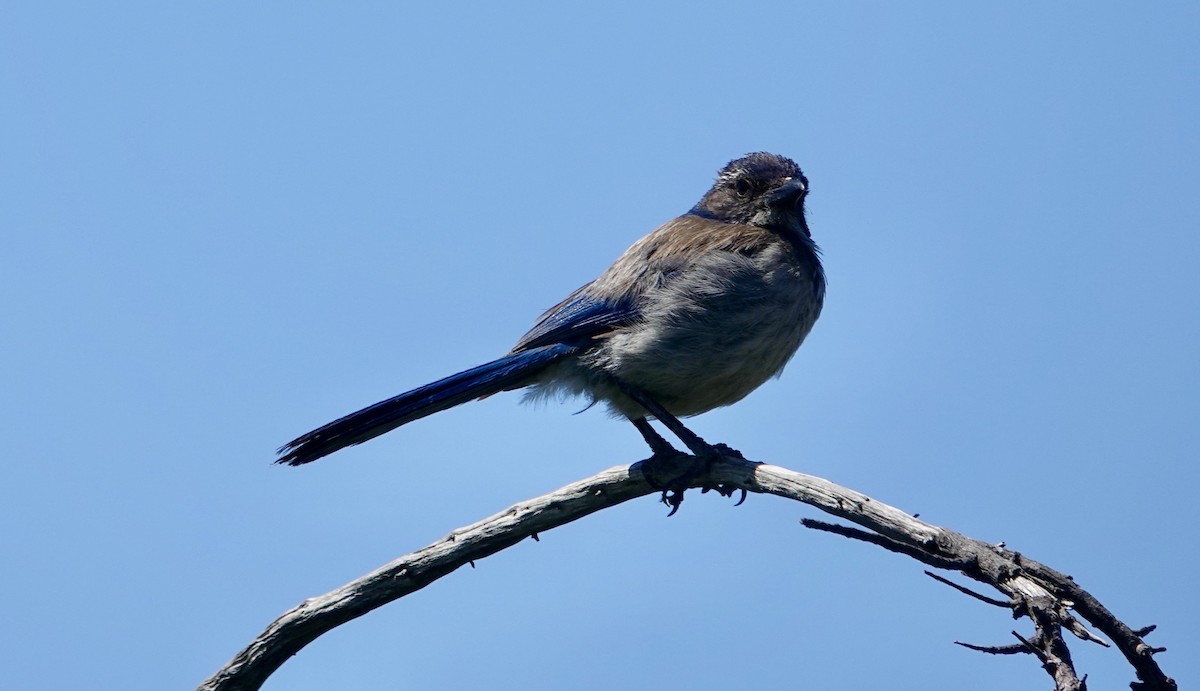 California Scrub-Jay - ML620389138