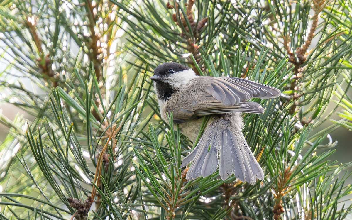 Mésange boréale - ML620389144