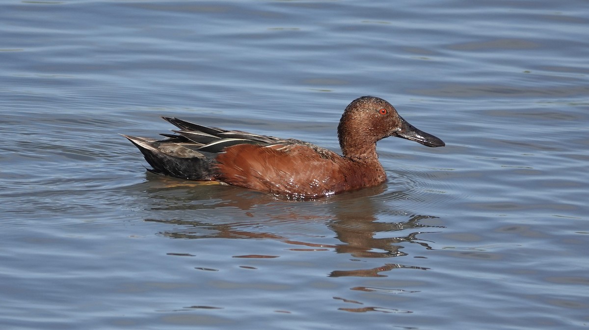 Cinnamon Teal - ML620389152