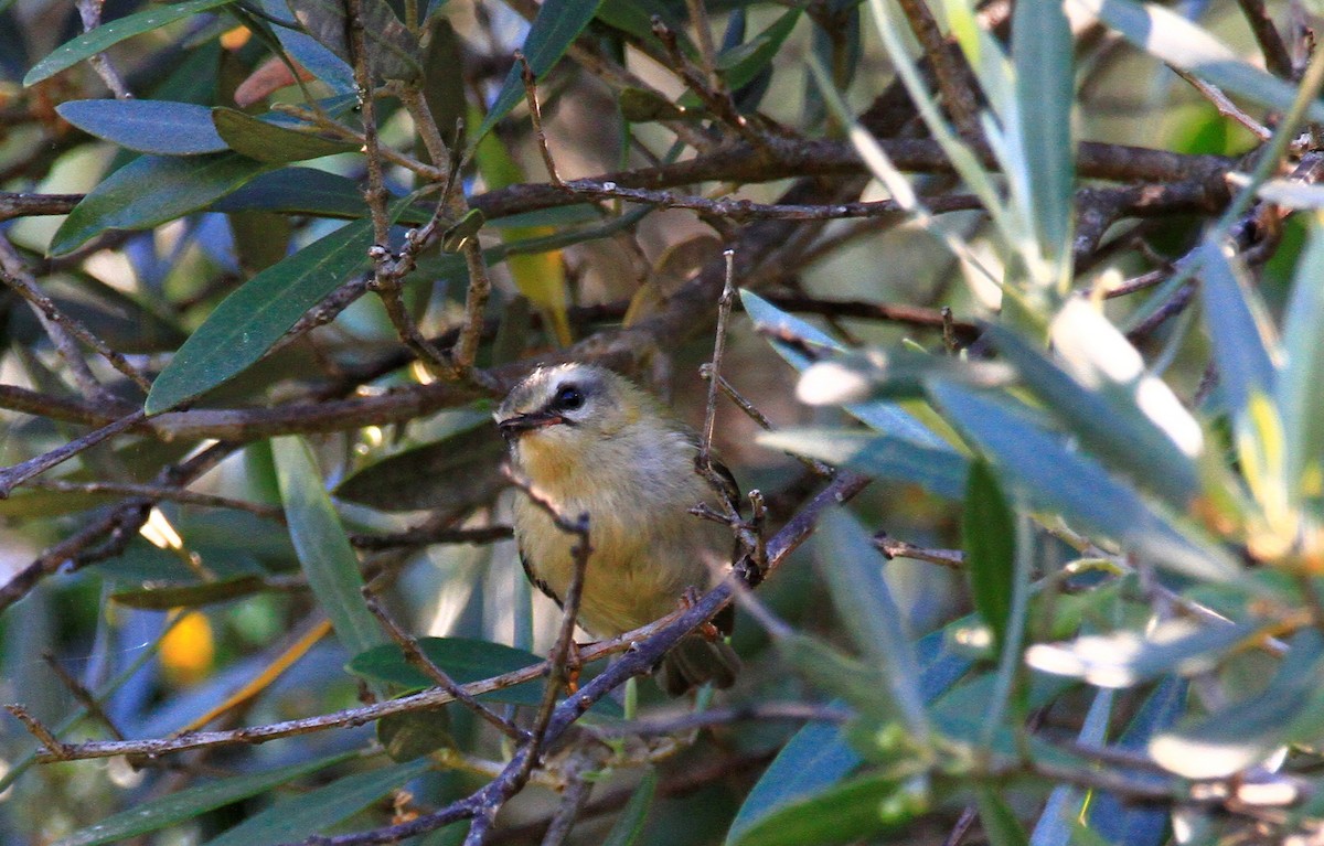 Common Firecrest - Carlos Figueiredo